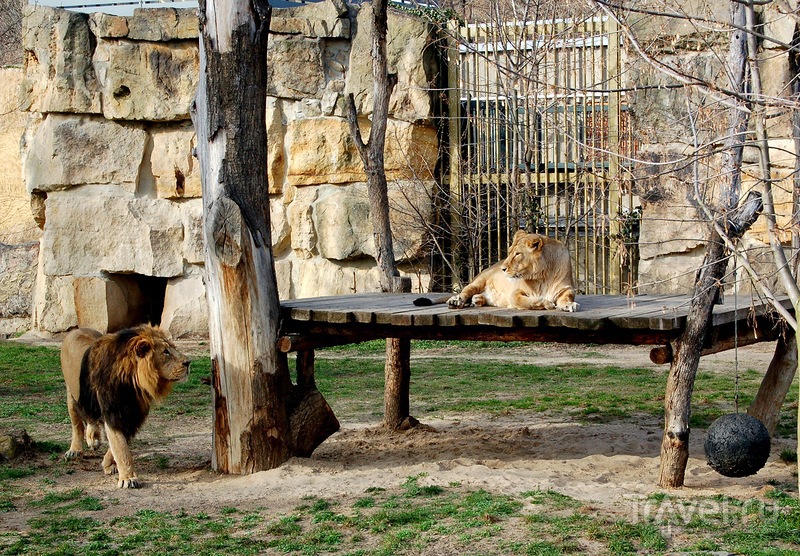 Пражский зоопарк весной. Чехия
