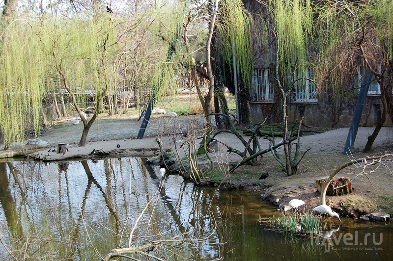 Пражский зоопарк весной. Чехия