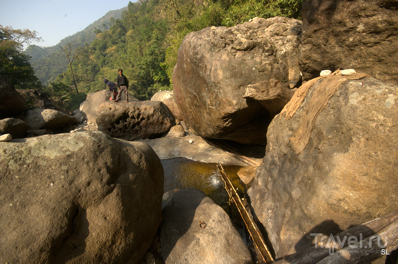 Living root bridges /   