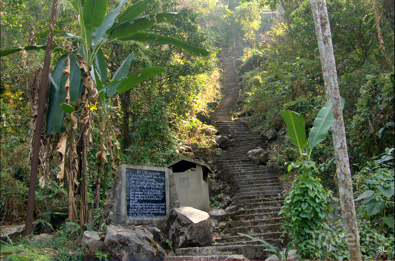 Living root bridges /   