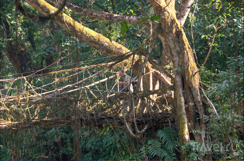 Living root bridges / Фото из Индии