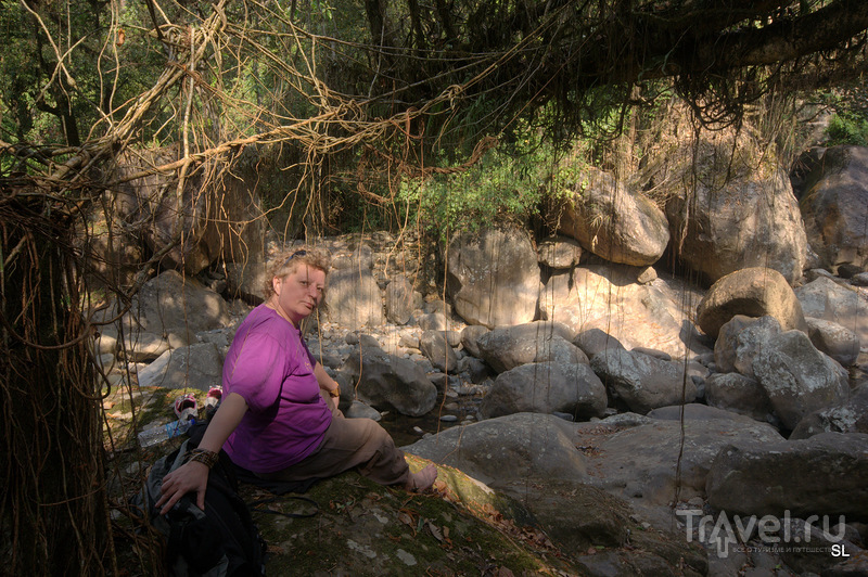 Living root bridges /   