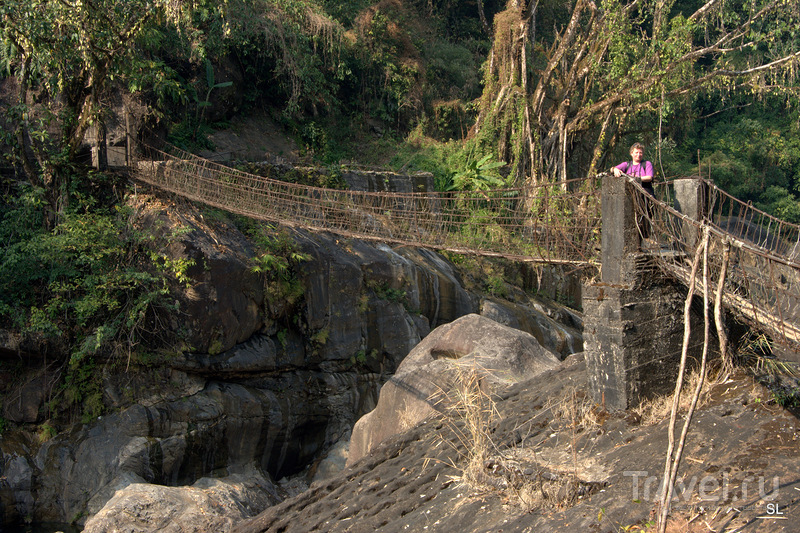 Living root bridges /   