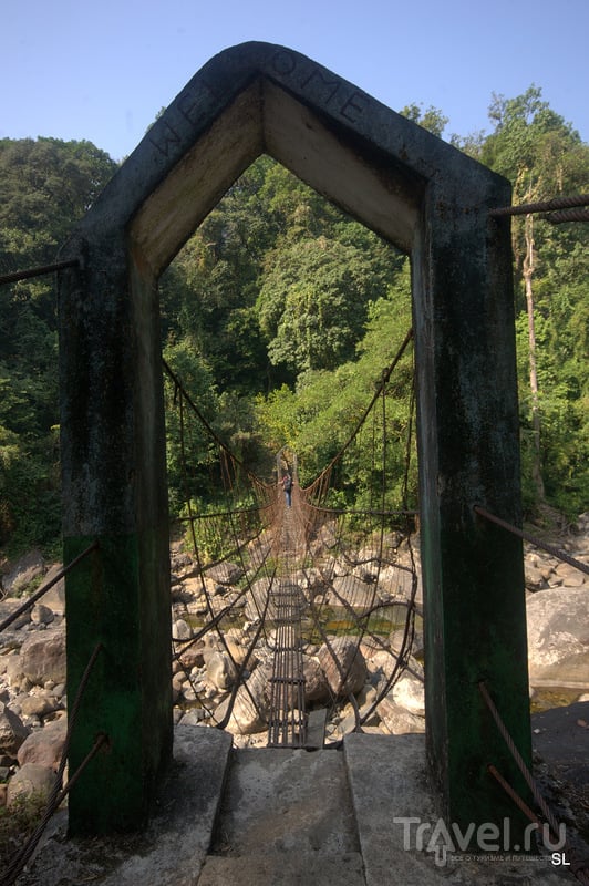 Living root bridges / Фото из Индии