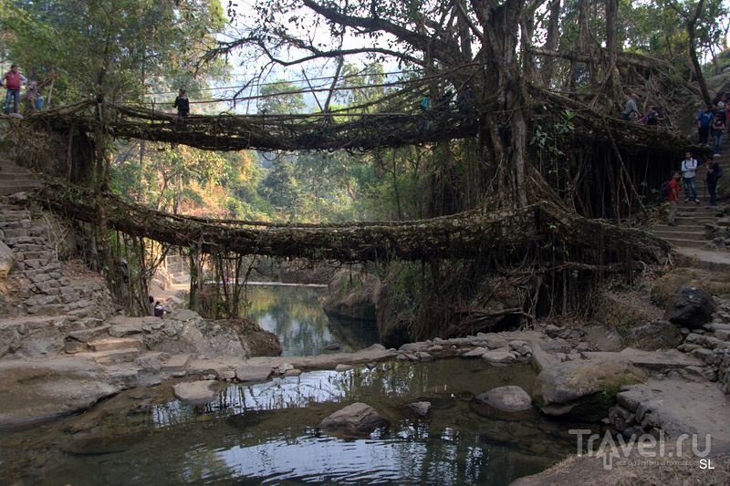 Living root bridges / Фото из Индии