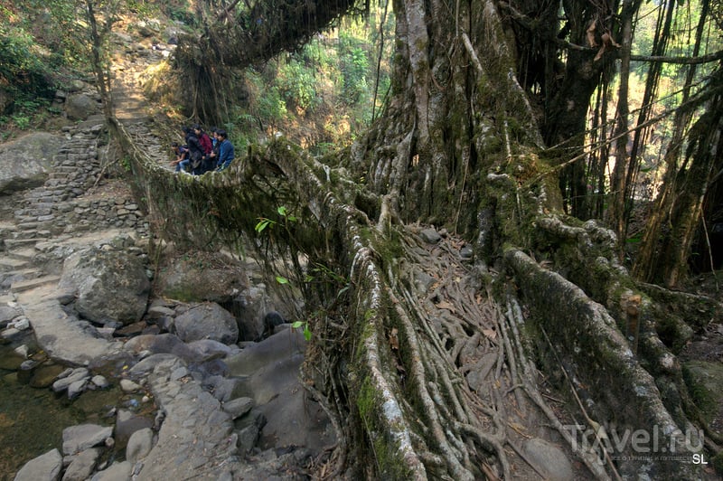 Living root bridges / Фото из Индии