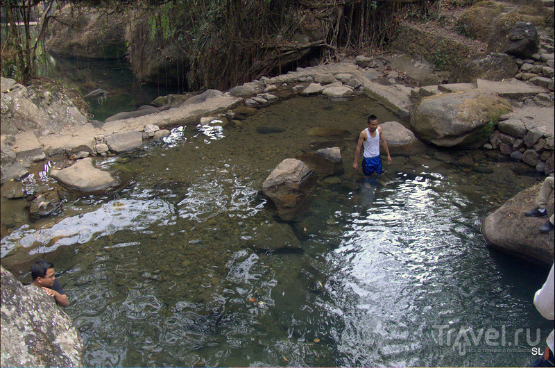 Living root bridges /   