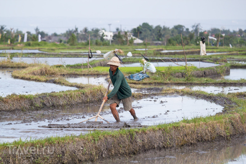 Рисовые террасы острова Бали. Индонезия / Индонезия