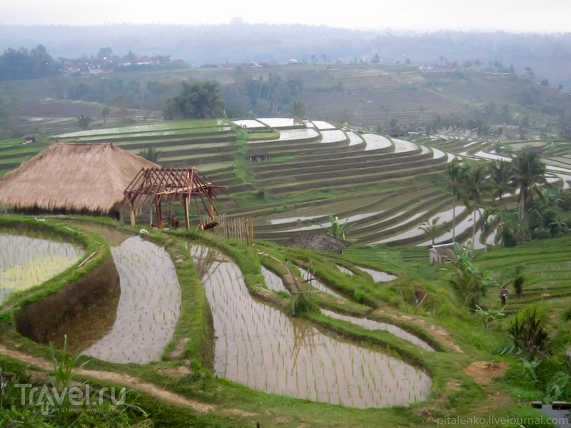 Рисовые террасы острова Бали. Индонезия / Индонезия