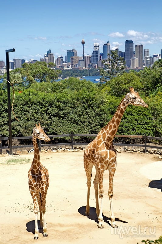 Зоопарк Сиднея - Taronga Zoo / Австралия