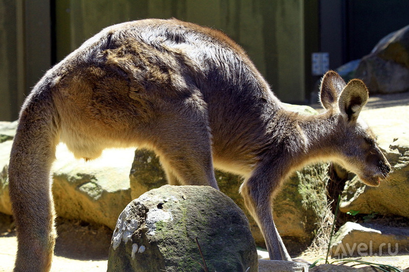 Зоопарк Сиднея - Taronga Zoo / Австралия
