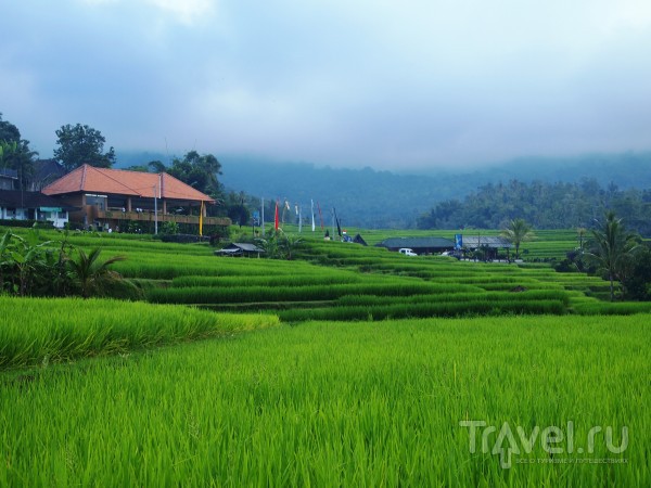 Джатилувих: рисовые террасы под охраной ЮНЕСКО / Индонезия