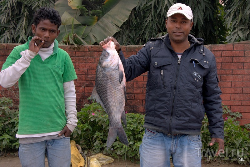 Magh Bihu - Bhogali Bihu Festival /   