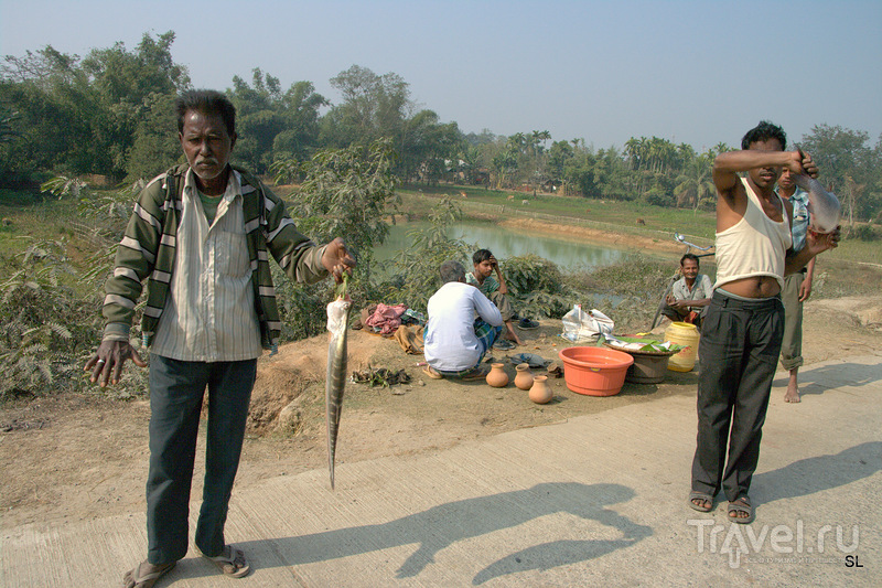 Magh Bihu - Bhogali Bihu Festival /   