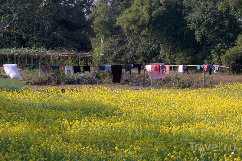 Magh Bihu - Bhogali Bihu Festival /   