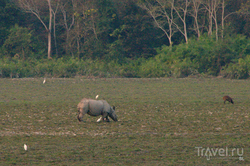 Magh Bihu - Bhogali Bihu Festival /   