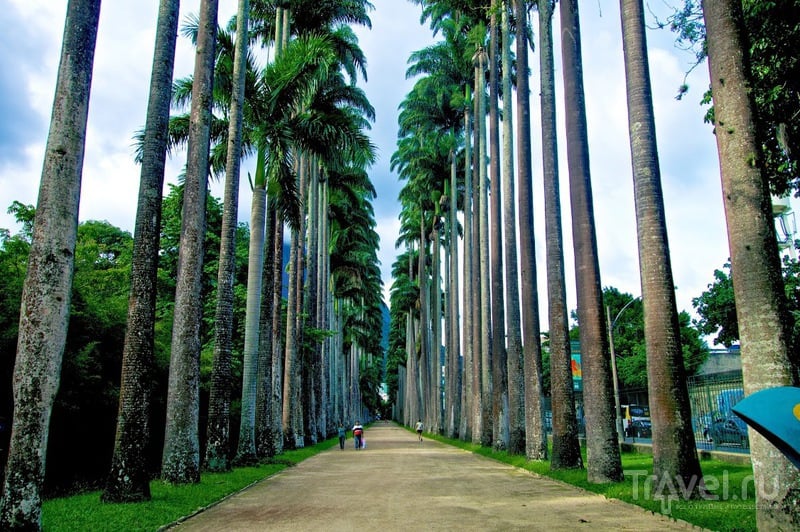 Ботанический сад в Рио-де-Жанейро / Фото из Бразилии
