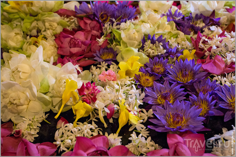 Шри-Ланка в принципе щедра на цветы / Шри-Ланка