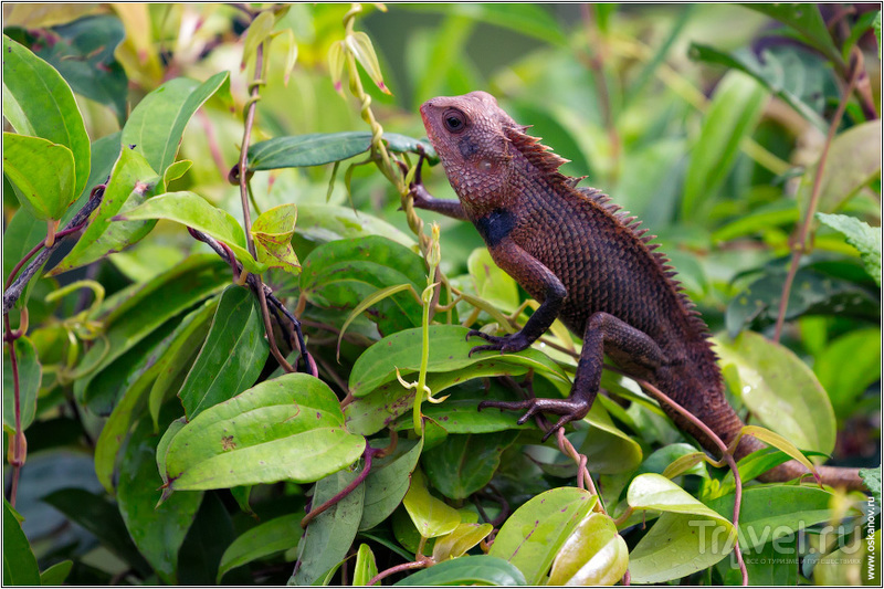 Одних только рептилий на острове насчитывается более двухсот видов / Шри-Ланка