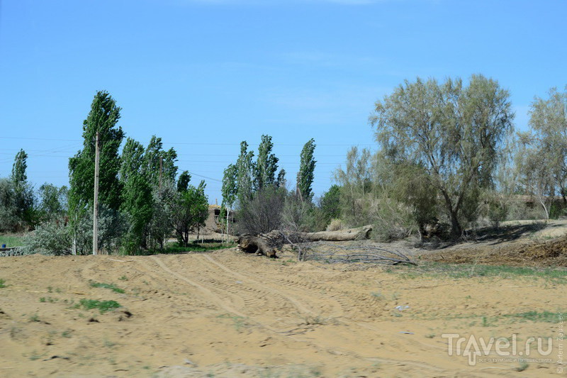 Узбекистан. Пустыня Кызылкум. Апрель 2011 / Фото из Узбекистана