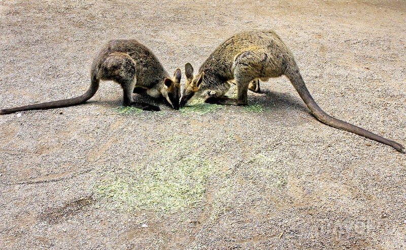 Парк диких австралийских животных / Фото из Австралии