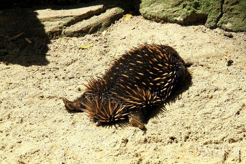 Парк диких австралийских животных / Фото из Австралии
