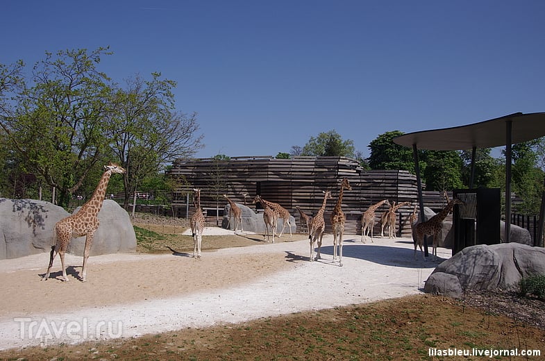 Зоопарк в Париже / Франция