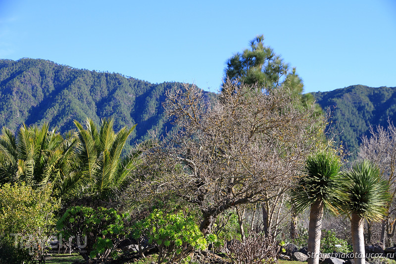 Сосны, пальмы на Ла Пальме / Фото из Испании
