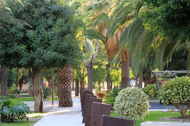 Сосны, пальмы на Ла Пальме / Фото из Испании