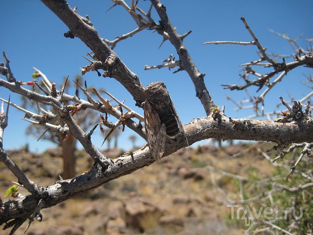 Намибия. Роща колчанных деревьев / Намибия