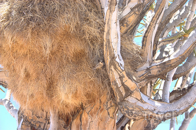 Намибия. Роща колчанных деревьев / Намибия