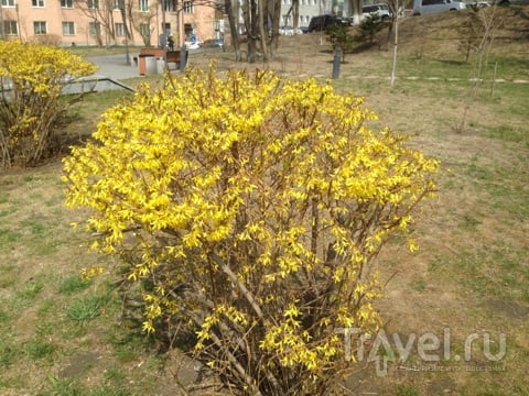Весна во Владивостоке или Ханами по-приморски / Россия