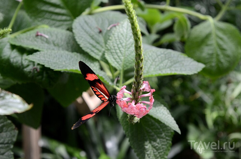 Бабочки острова Майнау / Германия