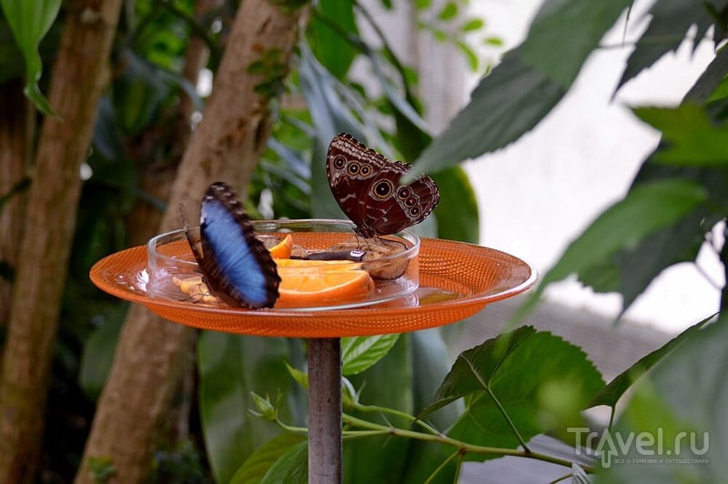 Бабочки острова Майнау / Германия