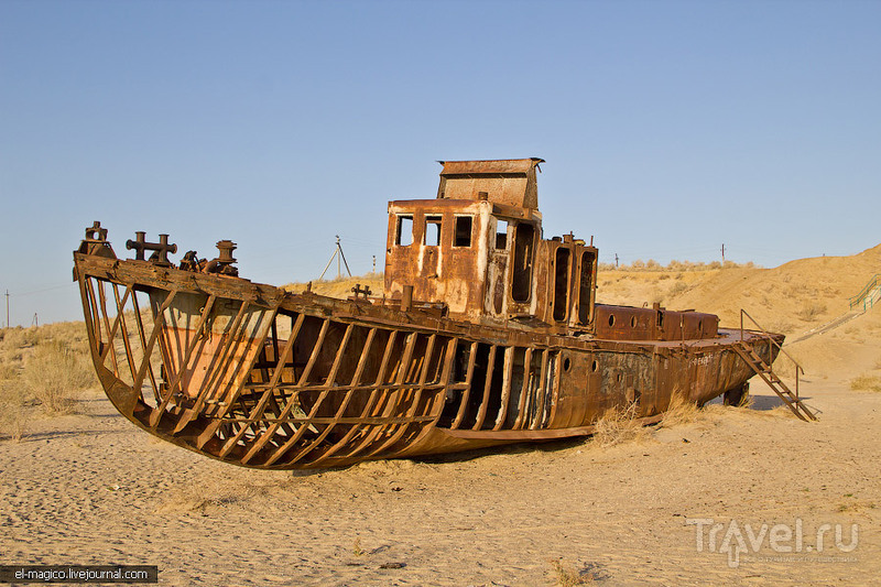 Остатки Аральского моря и жители пустыни: лисы, змеи и черепахи / Фото из Узбекистана