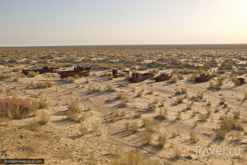 Остатки Аральского моря и жители пустыни: лисы, змеи и черепахи / Фото из Узбекистана