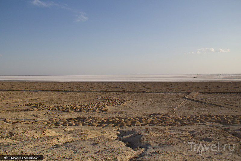 Остатки Аральского моря и жители пустыни: лисы, змеи и черепахи / Фото из Узбекистана