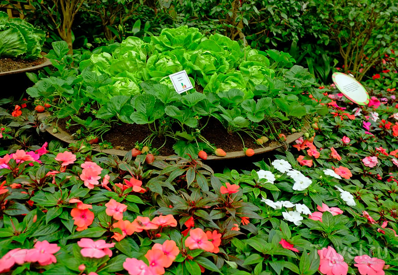 Gardens by the Bay или все в сад! / Фото из Сингапура