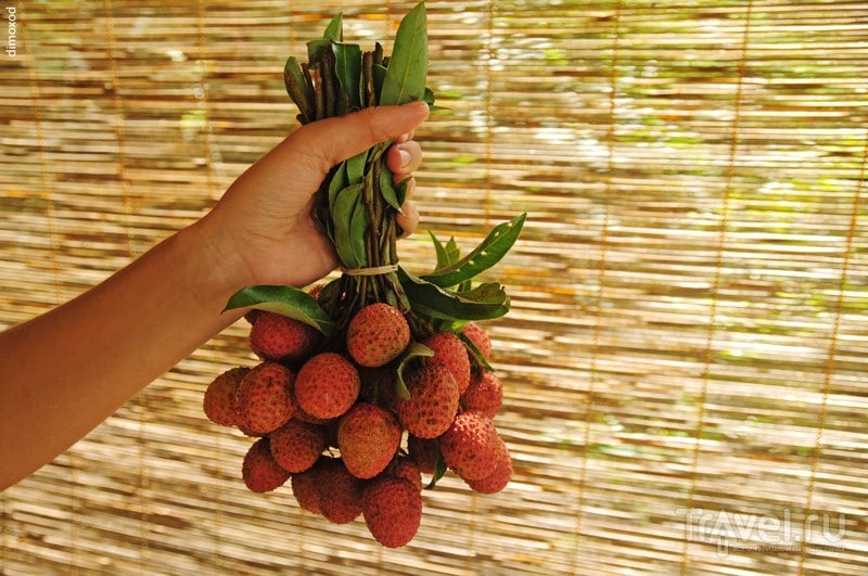 Топ-10 моих любимых фруктов в Таиланде / Таиланд