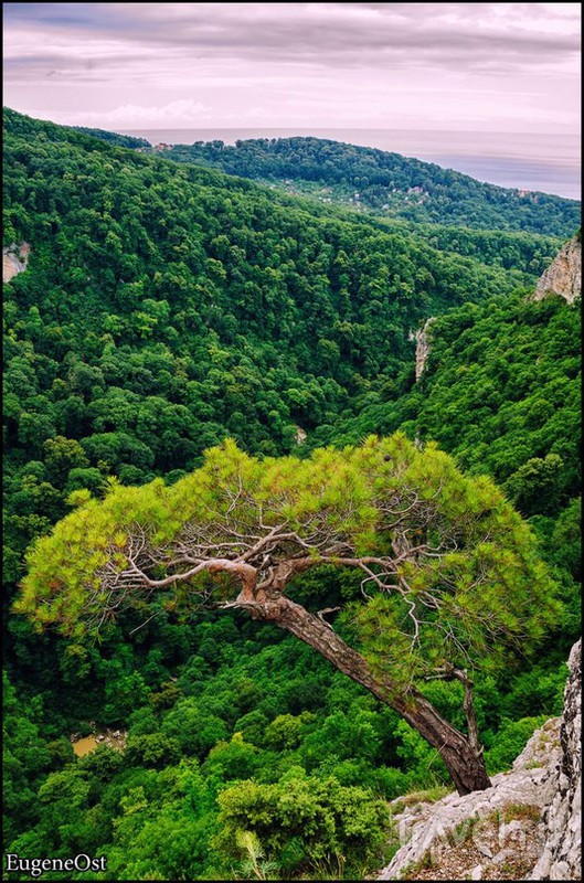 Горный Сочи. Агурское ущелье. Взгляд с Орлиных скал. Сталинская дача "Зелёная роща" / Фото из России