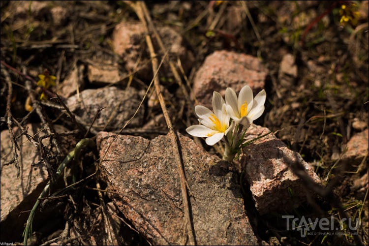 Как горы цветут весной - Малый Чимган / Узбекистан