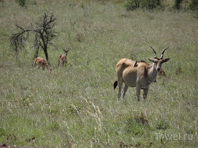 Национальный парк Найроби / Кения