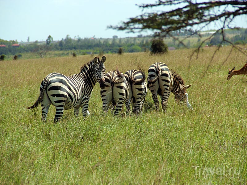 Национальный парк Найроби / Кения