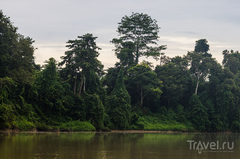 Малайзия. Остров Борнео. Поездка по реке Кинабатанган / Фото из Малайзии