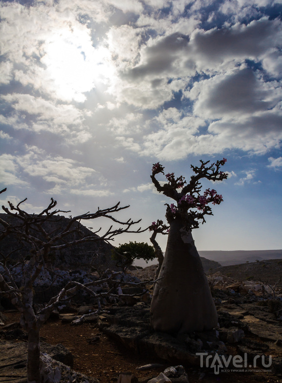 Сокотра. Драконы и бутылки / Фото из Йемена