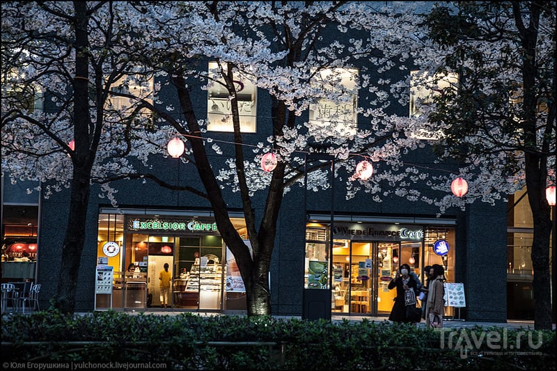 Сакура - весенняя прохлада... / Фото из Японии