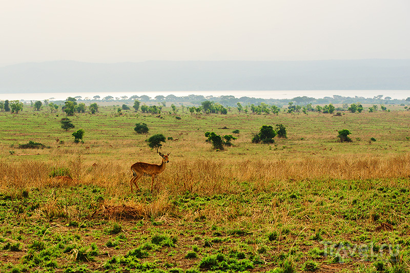 Уганда: Murchison falls national park / Фото из Уганды
