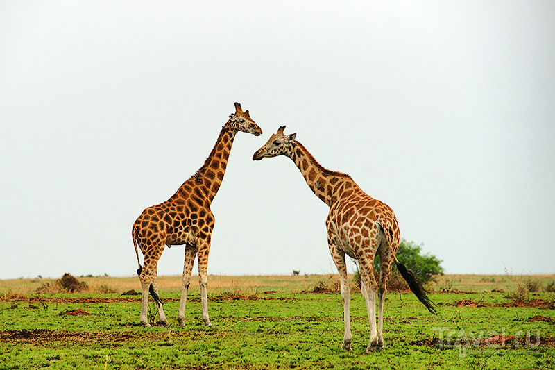 : Murchison falls national park /   