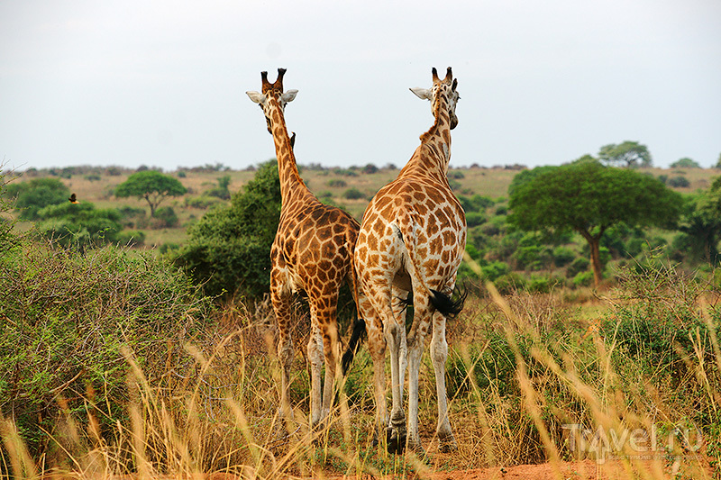 : Murchison falls national park /   