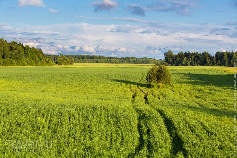 Латвийская пастораль. Мир зеленых лугов и аистов / Фото из Латвии